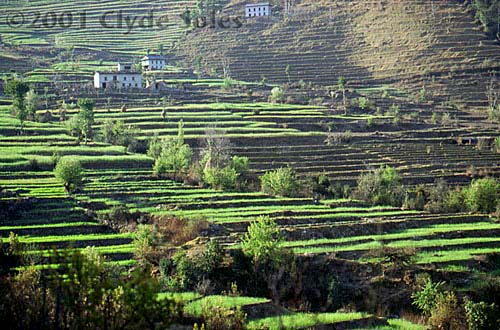 Terraced